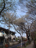 03-04-10樹木No.63