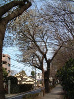 03-04-10樹木No.73