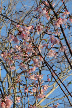 N25モデル地区24年2月植樹19日満開早咲きの記録更新の14日開花