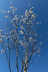 北側N20モデル地区に植栽した桜が開花
