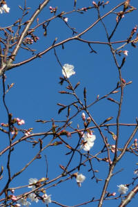 3/23南側S27モデル地区に植栽した桜開花
